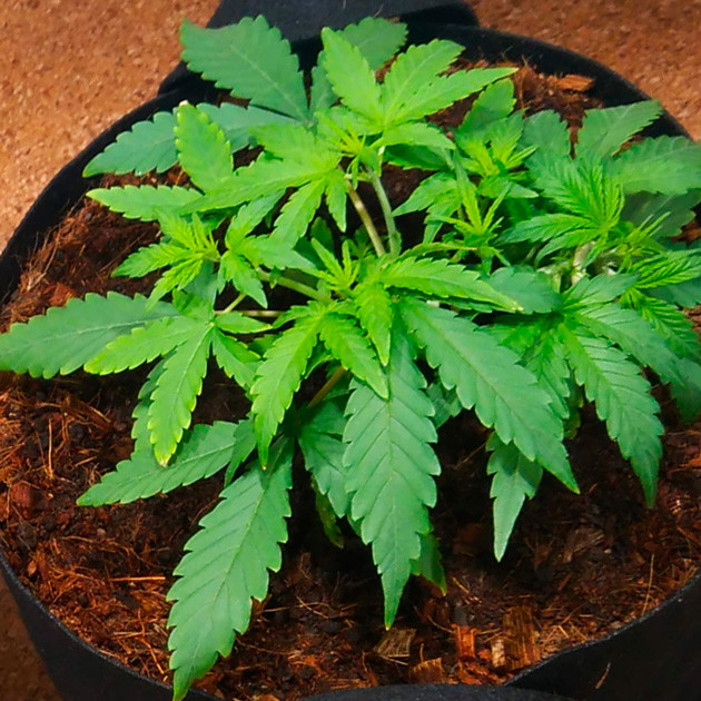 Подкорм органическим удобрением 4 неделя выращивания