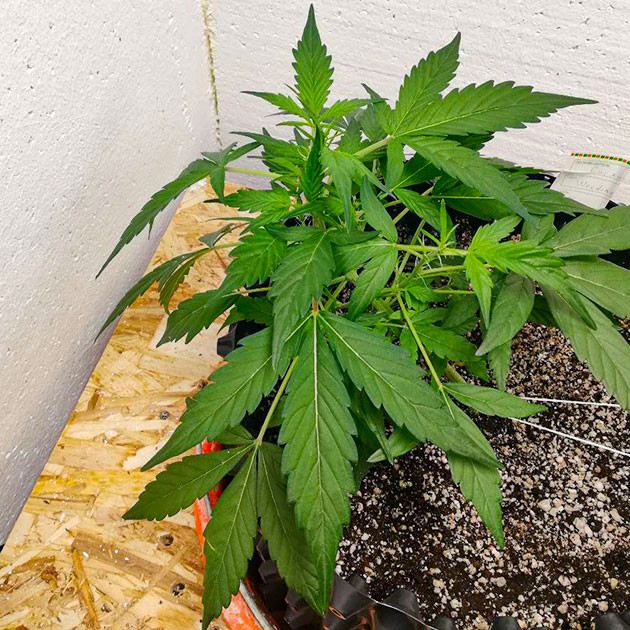 Стимуляция роста куста Alpha 21