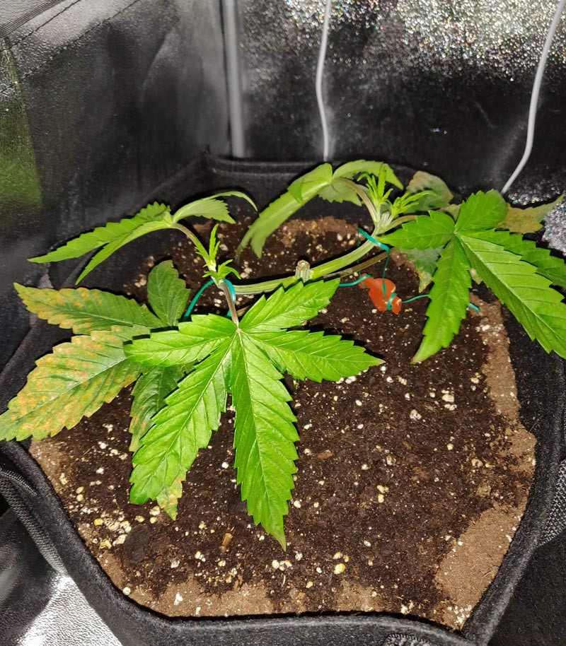 Техника мейн лилинг Использование техники мейн-лининг