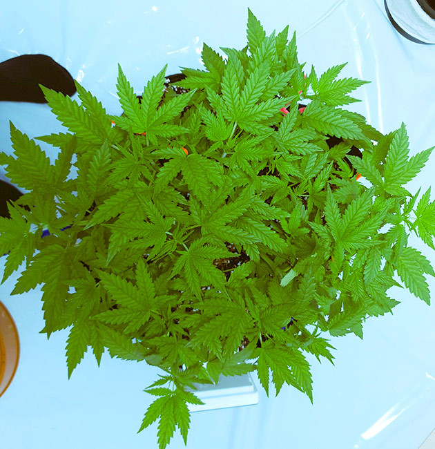 Куст №2 в боксе для цветения