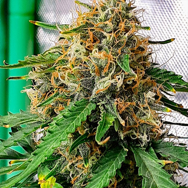 выращивание сорта конопли Scout Cookies Auto Куст марихуаны Scout Cookies Auto