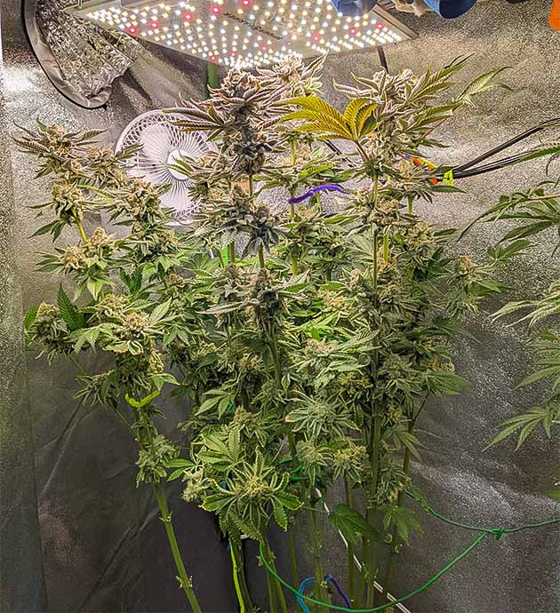 Гроурепорт сорта Blue Gelato 41