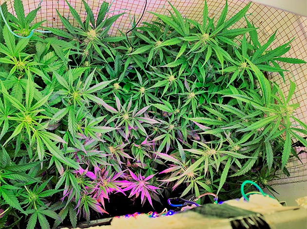 7 неделя выращивания сорта Runtz XL Auto