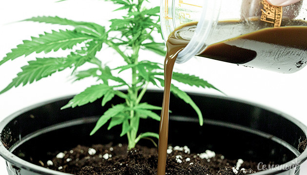 Полезные органические удобрения для марихуаны