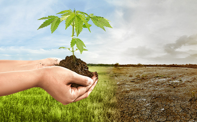 Глобальное потепление и марихуана