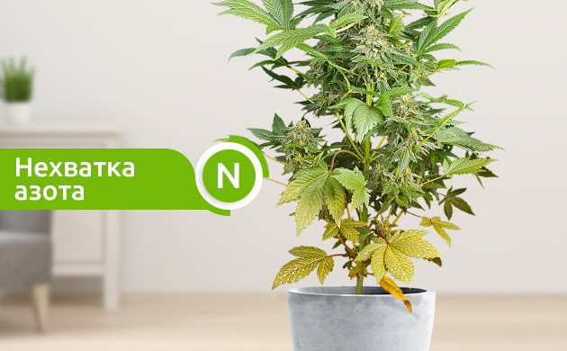 Желтые нижние яруса конопли из-за нехватки азота