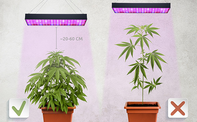 Расстояние от лампы до куста