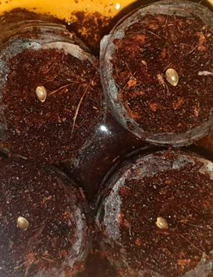 Проращивание семян в кокосовых таблетках Семена в кокосовых таблетках