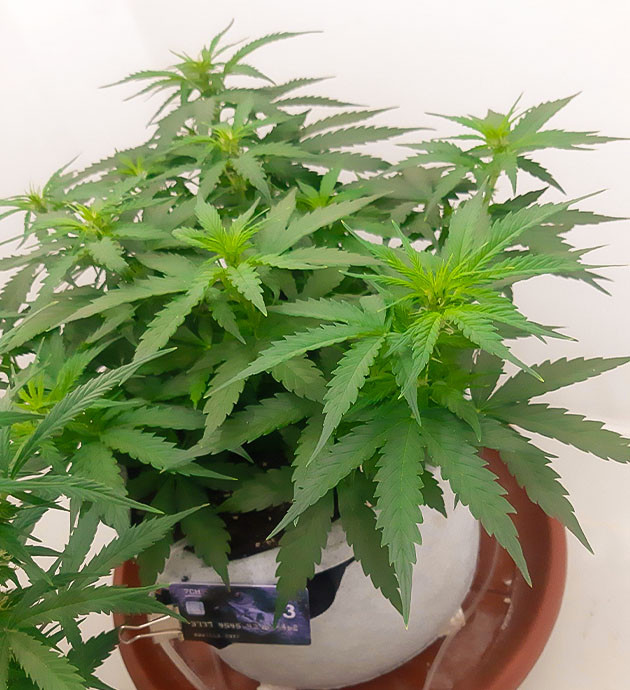 Признаки предцвета и уход Gorilla Auto Трудные времена и уход за растением Gorilla Auto