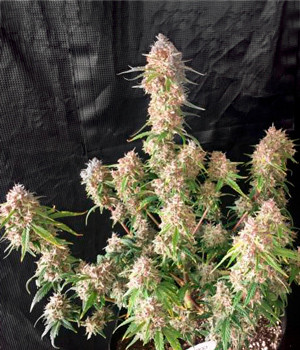 Янтарные трихомы на 11 неделе Куст перед харвестом