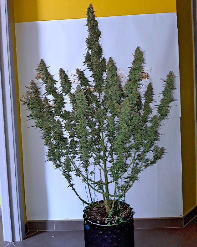 Тримминг на 13 неделе Куст после полной обрезки листьев