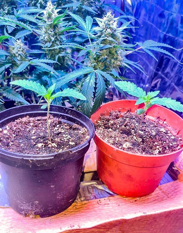 Всходы каннабиса Tropicana Cookies FF