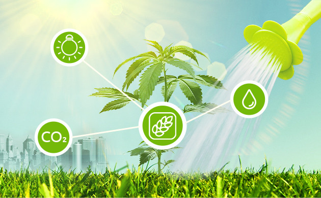 Условия для фотосинтеза конопли