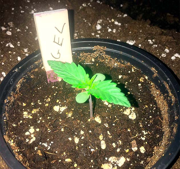 Проращивание сорта Gelato Auto Росток сорта Gelato Auto от Herbies Seeds