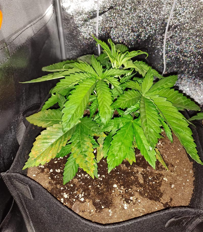 Вегетация марихуаны Куст LSD на третьей неделе выращивания