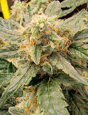 Соцветия Cookies Auto на 6 неделе Оранжевые волоски на шишке