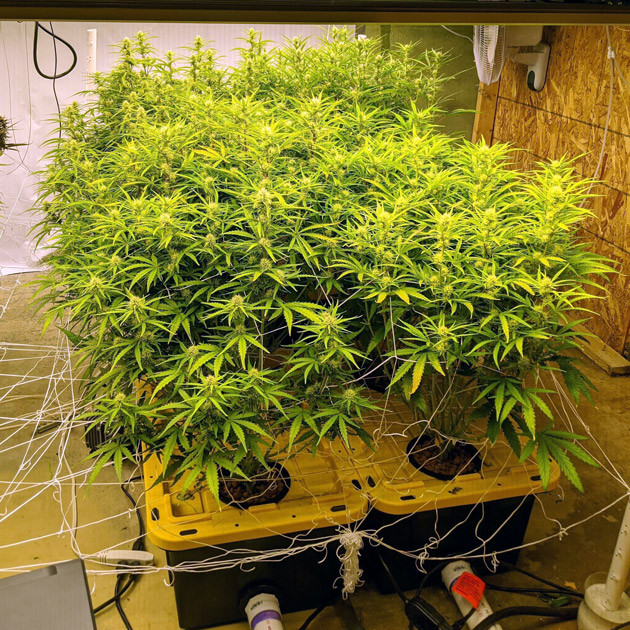 Дефицит калия у Girl Scout Cookies auto fem на 8 неделе роста Плантация конопли Girl Scout Cookies auto fem на 8 неделе гровинга