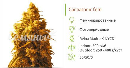 Cannatonic fem (Resin Seeds)