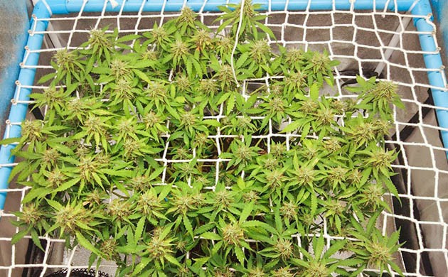 Метод ScrOG на этапе цветения