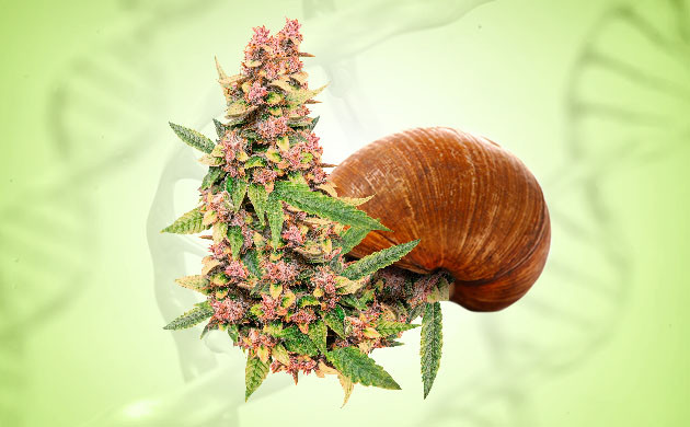 Медленная конопля