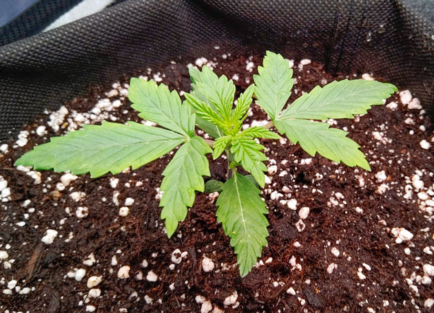 Росток Florida Sunrise Auto от 7CH American