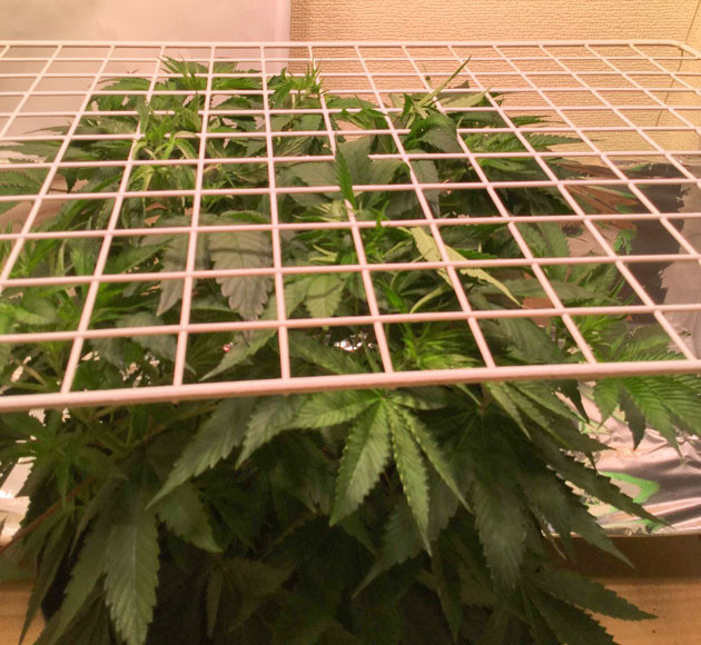 Blueberry Headband от Humboldt: первые успехи в цвете