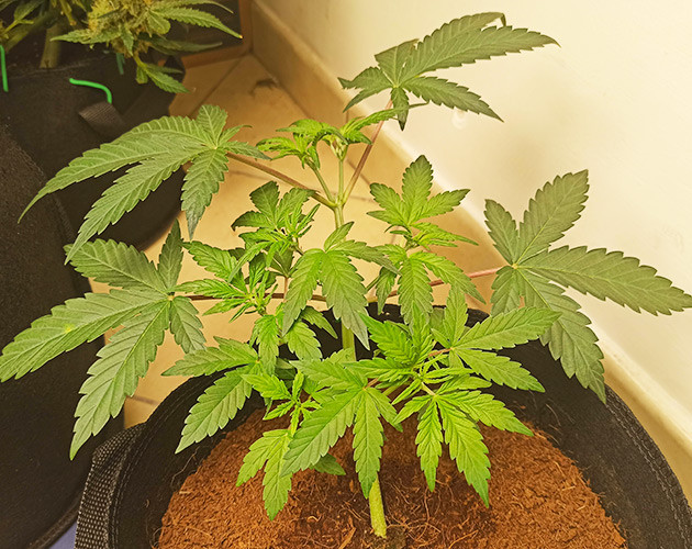 Растягивание ветвей конопли