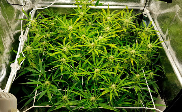 Равномерное распределение побегов с помощью сетки скрог