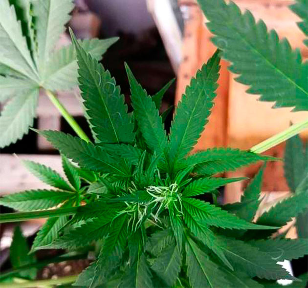 Каннабис на 8 неделе роста