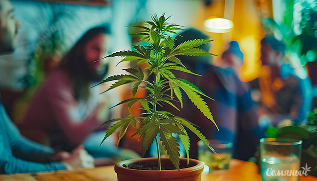 Сорта для общения Международный день встреч