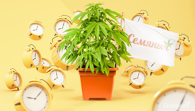 Подборка автоцветущих сортов от Семяныча