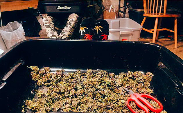 Тримминг – это монотонная и скучная работа Поддон с шишками