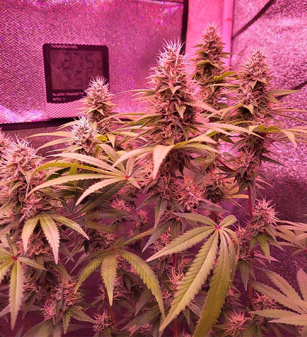 Куст Jungle Breath на 12 неделе выращивания