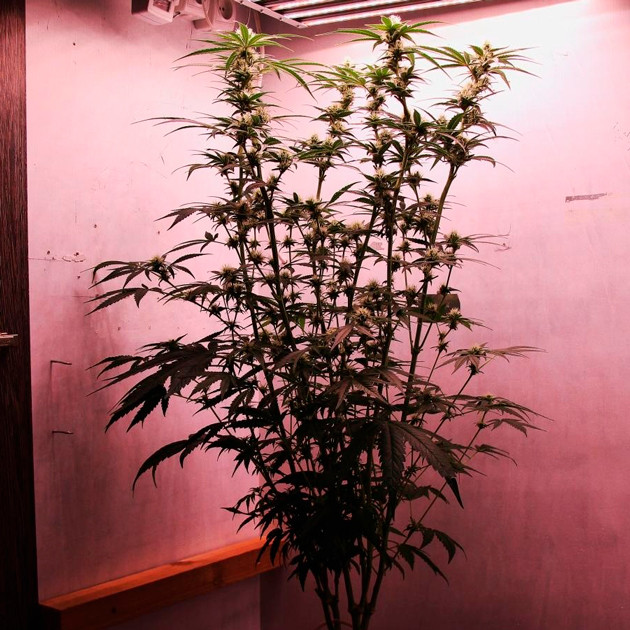 Одиннадцатая неделя выращивания Цветущий куст