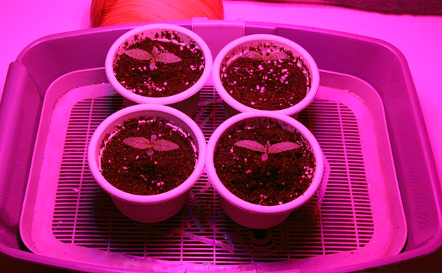 Пересадка ростка в кокосовый субстрат Стаканы с ростками