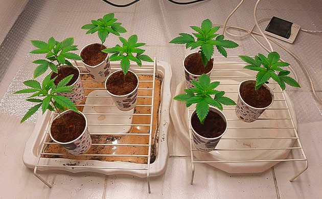 Ростки Persian Pie от GHS на 2 неделе