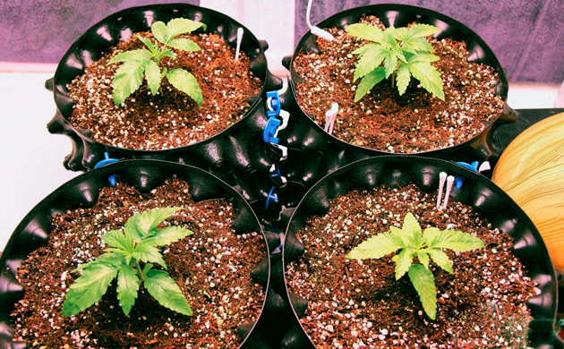 Пересадка в горшки AirPot Пересадка в новые горшки