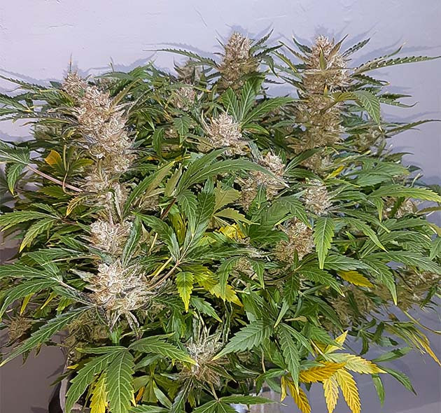 Тримминг и состояние корней Маникюринг куста Bruce Banner Auto