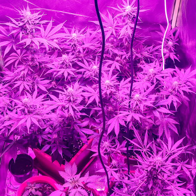 Появление запаха в гроубоксе Цветущие кусты Auto AK