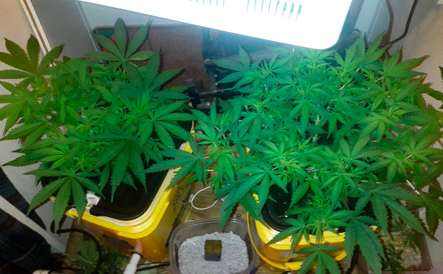 6 неделя роста Густые кусты конопли