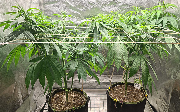 развитие конопли Chemical Bride перевод конопли Chemical Bride в режим 12/12