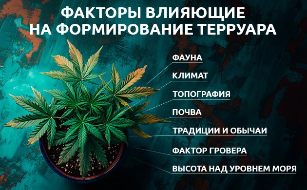 Факторы влияющие на формирование терруара