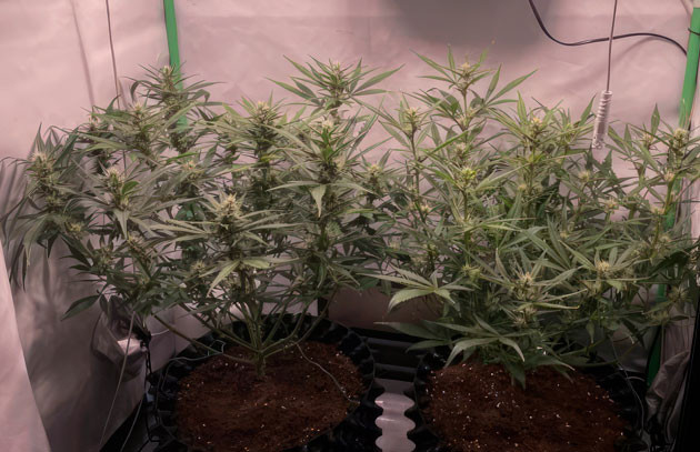 Кусты Apricot Auto от FastBuds на стадии цветения