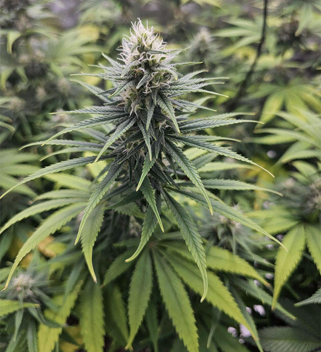 Куст Apple Betty от Herbies Seeds на 10 неделе 