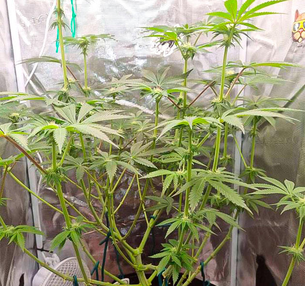 Куст ростом 56 см Куст Strawberry OG Cookies R1 на стадии цветения