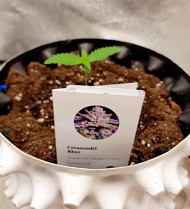 Росток сорта Crescendo RBX1
