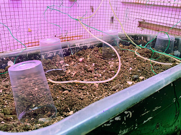 Начало выращивания семян Runtz XL Auto