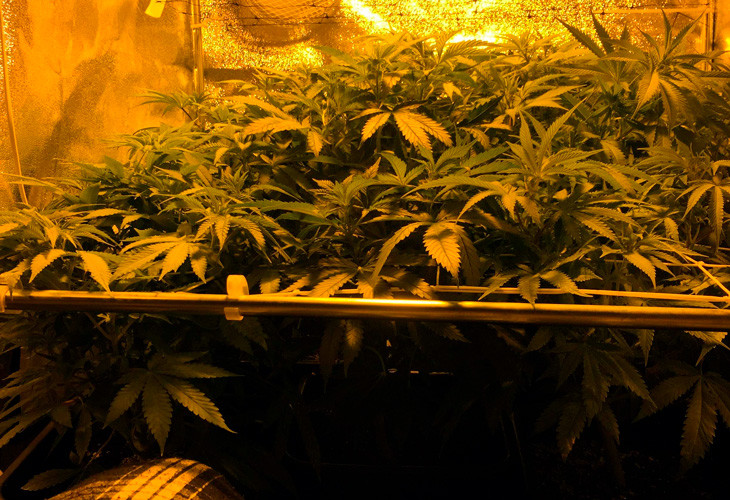 Кусты LSD ростом 55 см