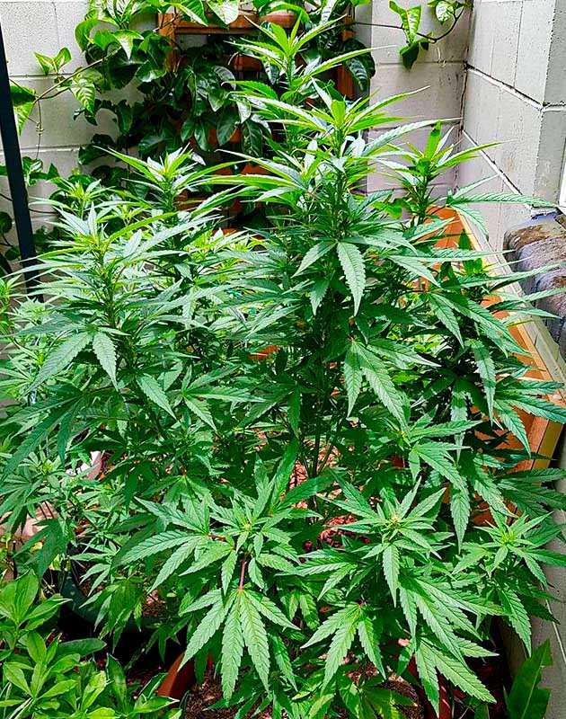 Перевод на цветение растения Pineapple Chunk Подготовка куста Pineapple Chunk к цветению