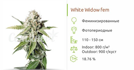 White Widow от Green House Seeds